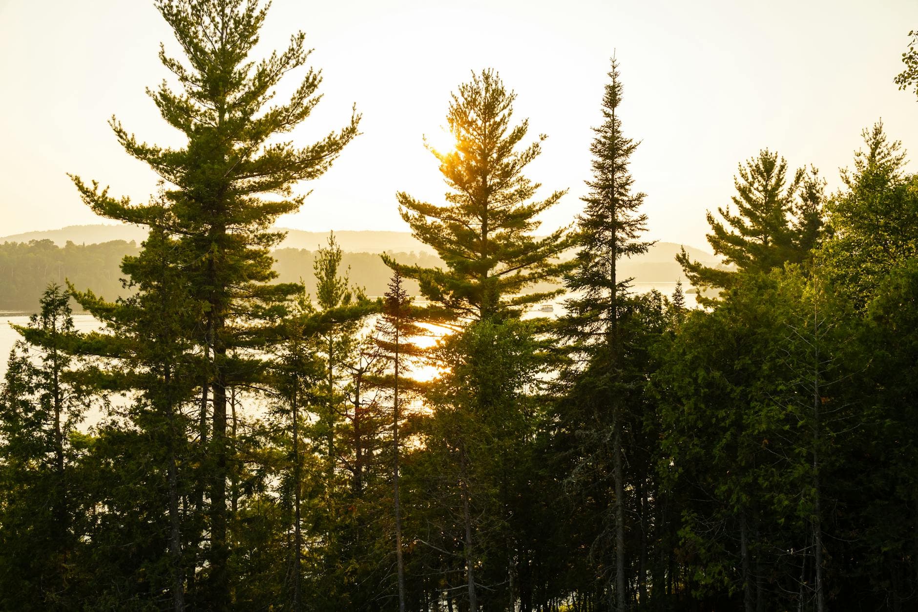 Chasseur en forêt à la première heure du matin